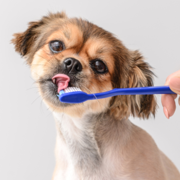 Dog with Tooth Brush - Dentistry