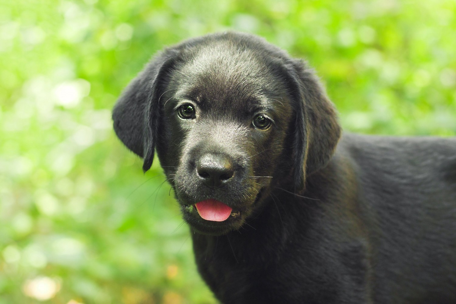 Picture of black lab puppy 