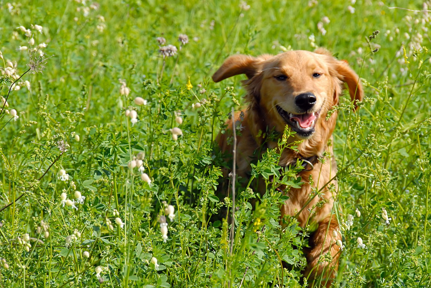 Golden Retriever in grass