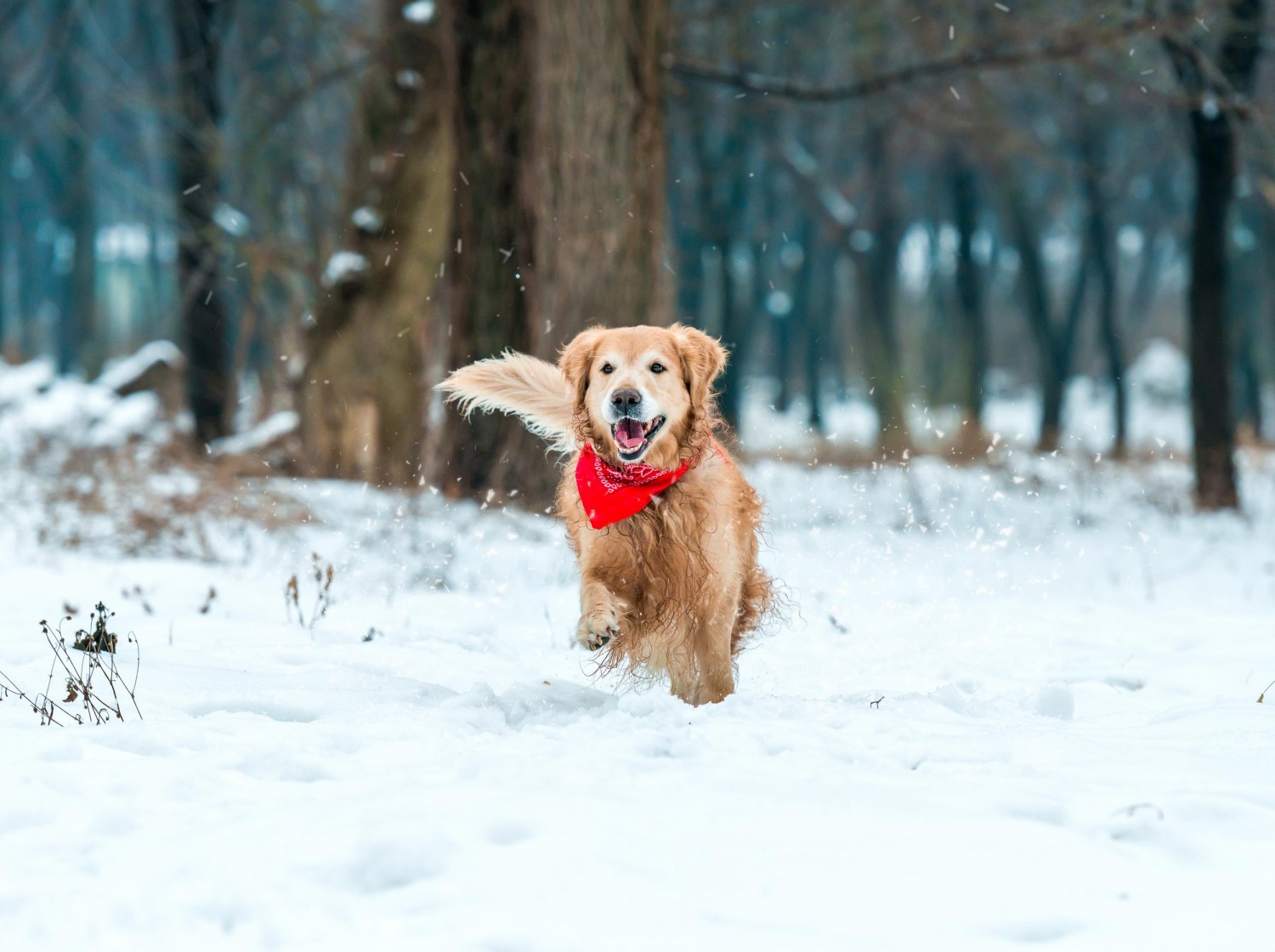 Golden retriever in snow