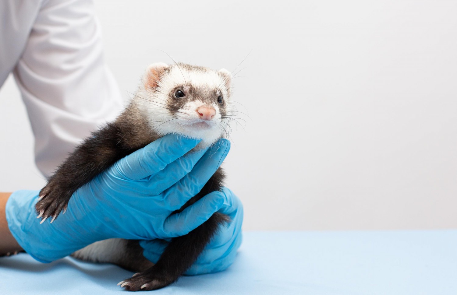 Picture of ferret with Veterinarian