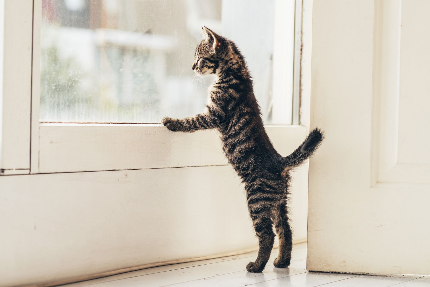 kitten at window