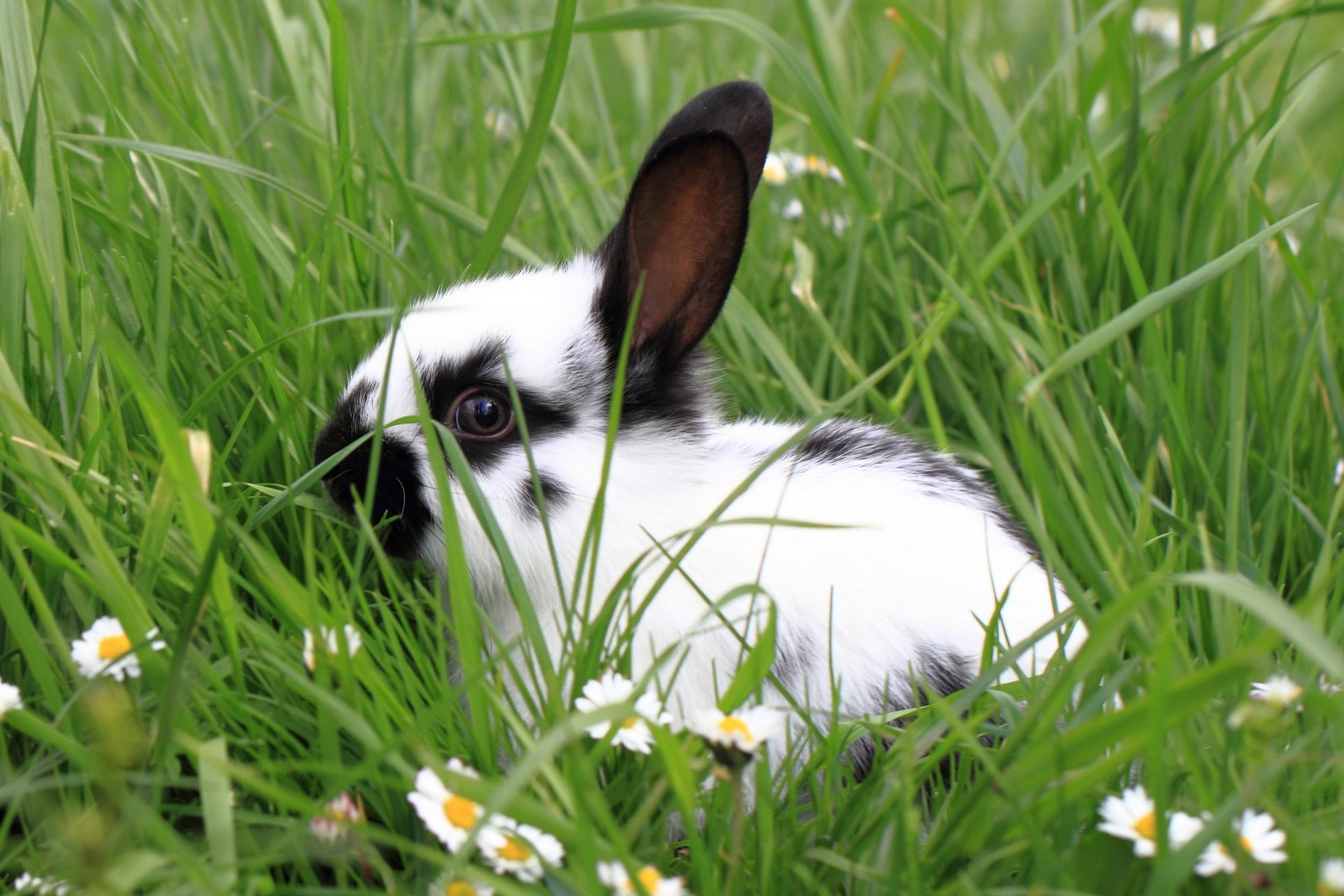 Picture of rabbit