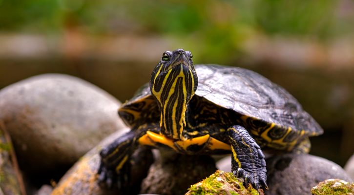 Exotic Animal Banner - Turtle