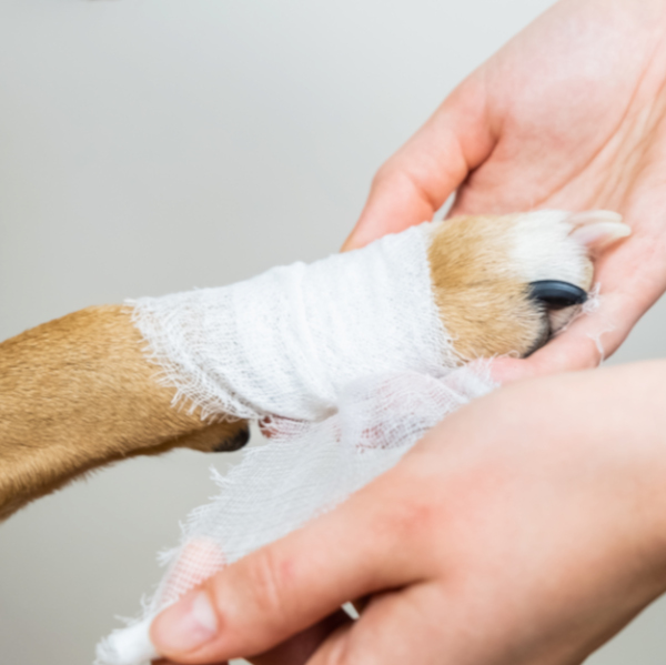Dog with wrapped paw - Emergency