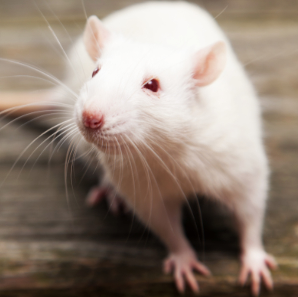 Fancy Rat - Routine Wellness Care