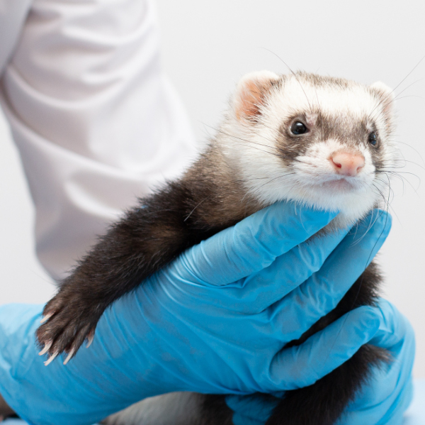 Veterinarian with ferret - Exotic Animal Husbandry