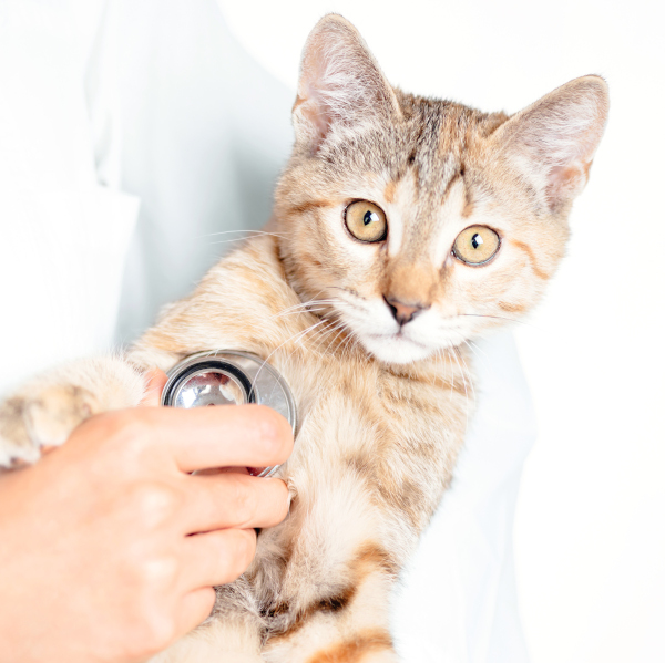 Cat with veterinarian - Preventative Care