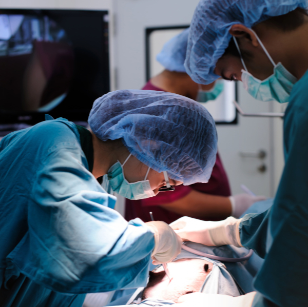 Veterinarian performing surgery - Surgery