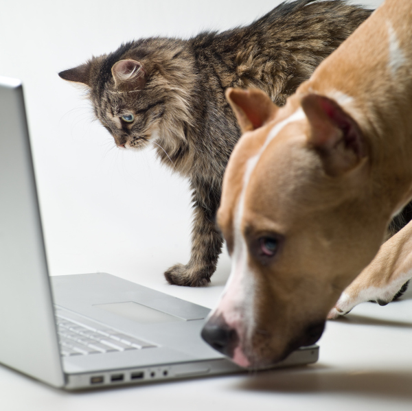 Dog and Cat on Computer - Shop Online Pharmacy