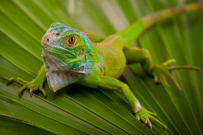 Exotic Animal Banner - Lizard