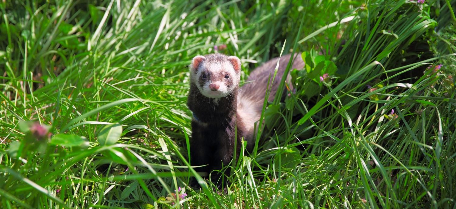 Exotic Animal Banner - Ferret